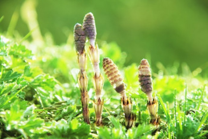 春になると太りやすい？“ゆらぎの季節”を乗り切る食べ方の科学